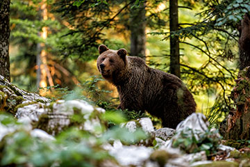 Intalnirea cu animale